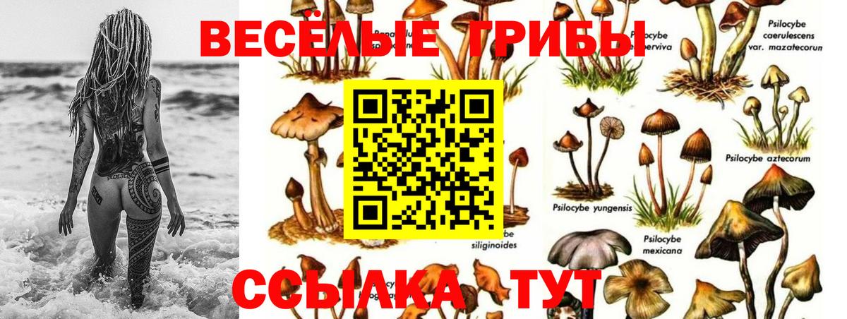 Псилоцибиновые грибы Psilocybe Тихорецк